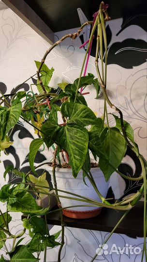 Цветок Сингониум