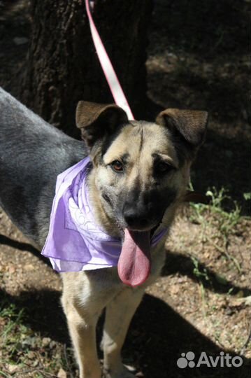 Молодая собака выживает в тяжёлых условиях приюта