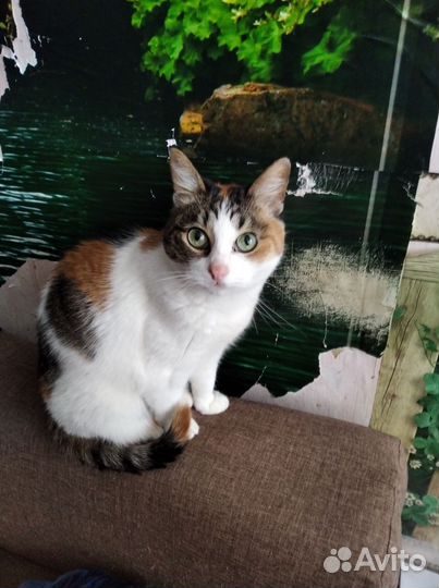 Кошка