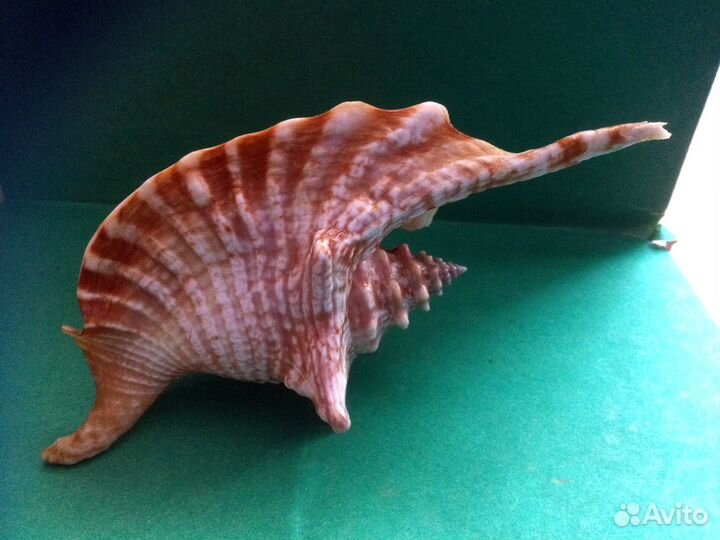 Морская раковина Strombus gallus 131 mm