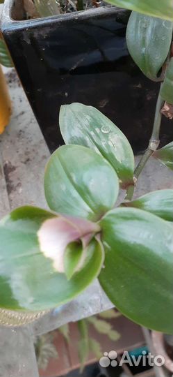 Традесканция застенчивая невеста