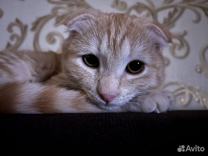 Отдам котенка
