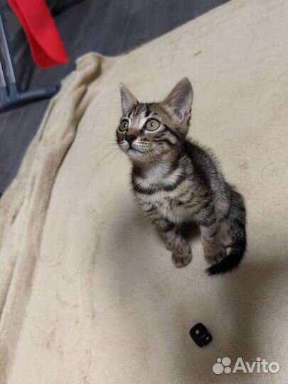 Бенгальские котята