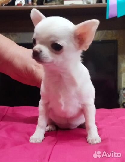 Щенки чихуахуа мини девочки