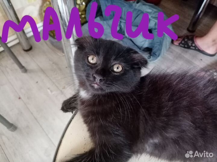 Вислоухие котята