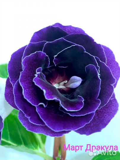 Глоксинии сортовые махровые Почтой