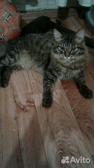 Сибирский котик