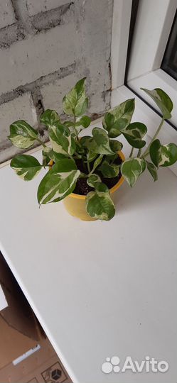 Эпипремнум / сциндапсус Н-Джой (Epipremnum N'Joy)