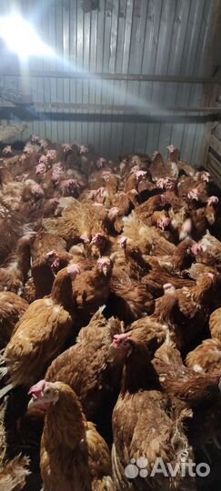 Куры несушки