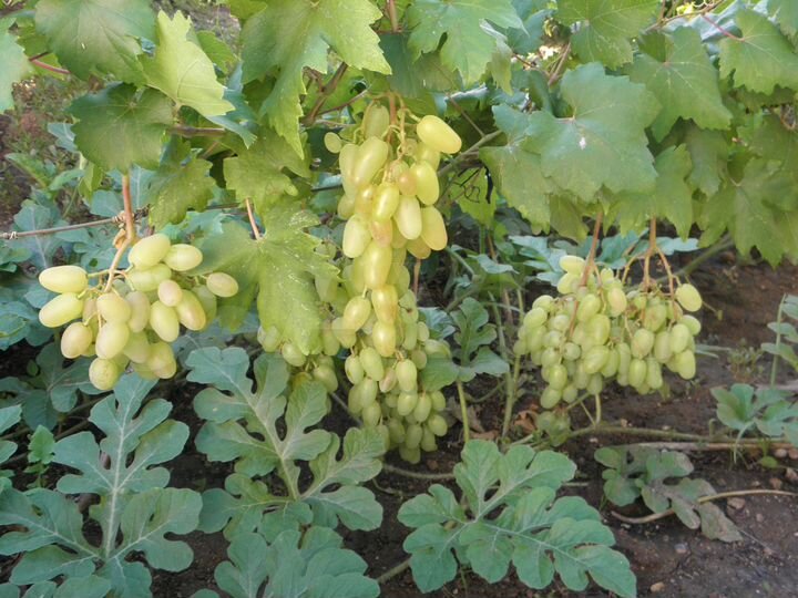 Комната 10 м² в 3-к., 2/2 эт.