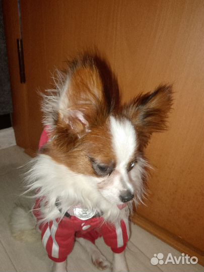 Щенки папийона