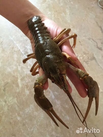 Продам живые раки