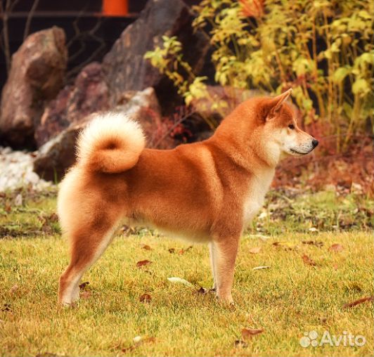 Сиба ину кобель вязка