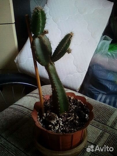 Кактус Эхиноцереус