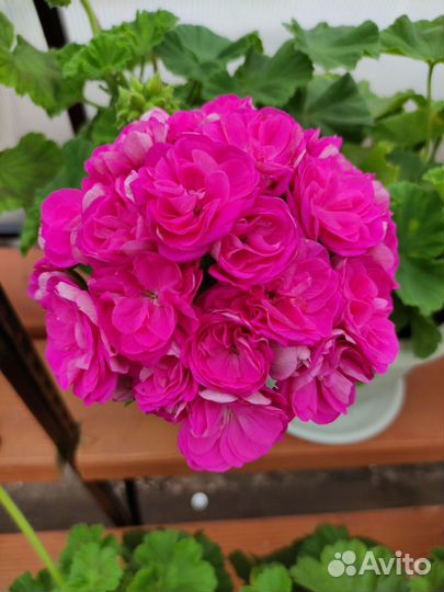 Пеларгония Марокканская Принцесса