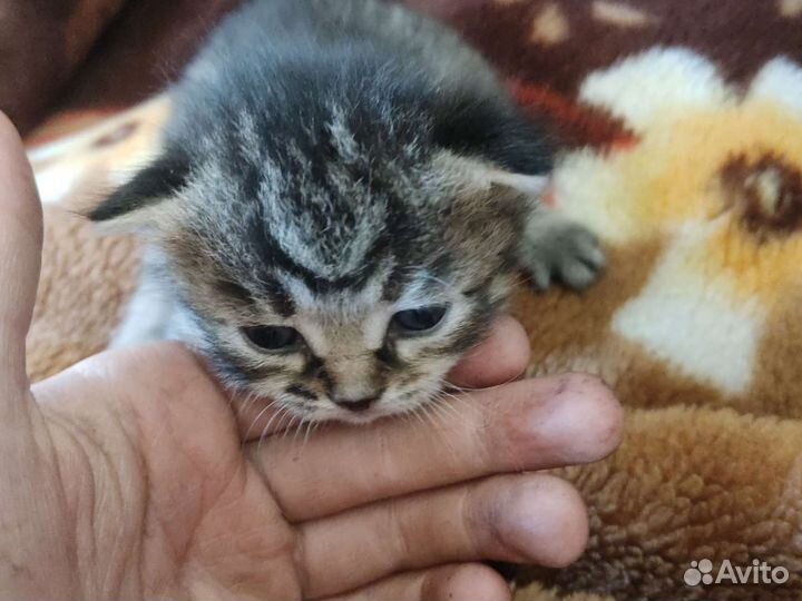 Кошка в дар бесплатно