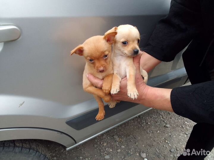 Той тейер мальчик и девочка есть ерки торг