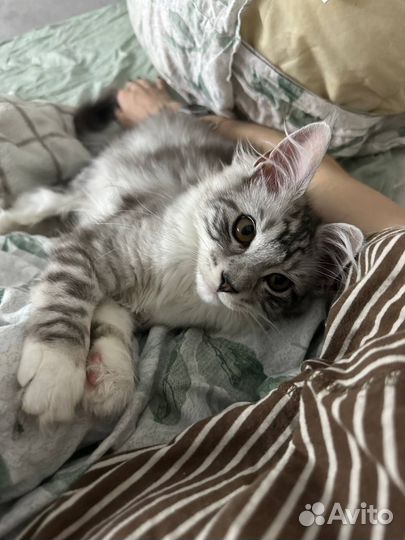 Котята мейн-кун