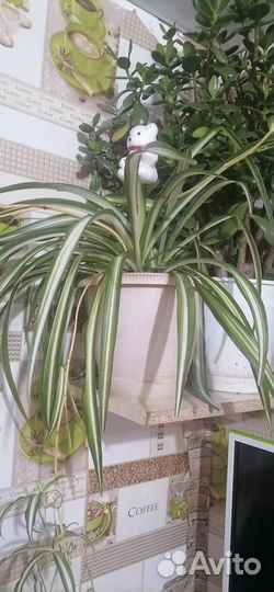 Комнатные цветы хлорофитумом, плющ