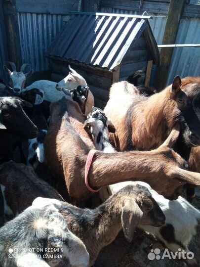 Козы дойные разных пород козлята