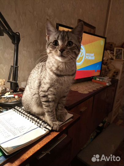 Очень ласковый полосатик. Метис