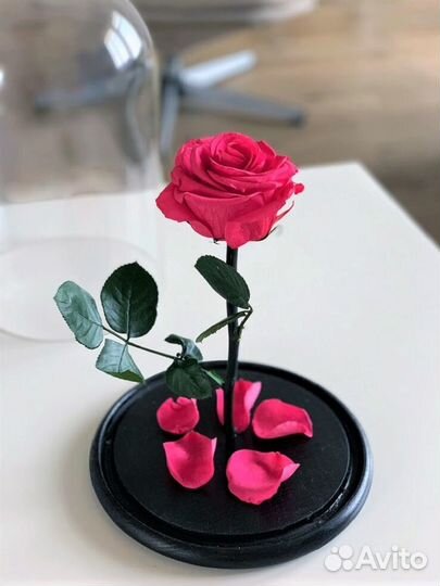 Роза в Колбе Живая Доставка до дверей