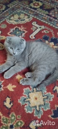 Шотландский кот