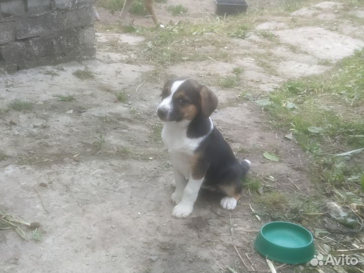 Отдам щенков в добрые руки