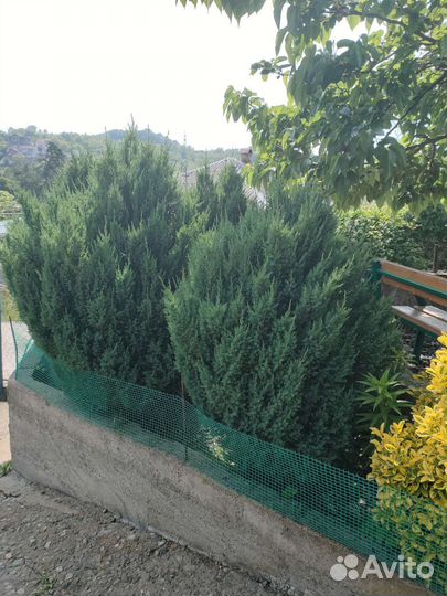 Можжевельник скальный