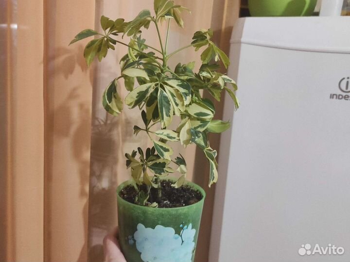 Комнатные растения