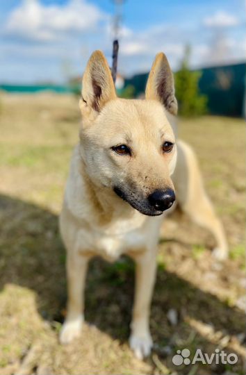 Собака в дар