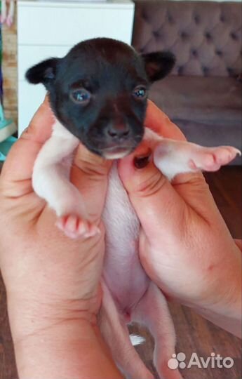 Американский той фокстерьер