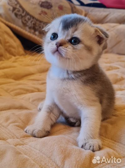 Шотландская