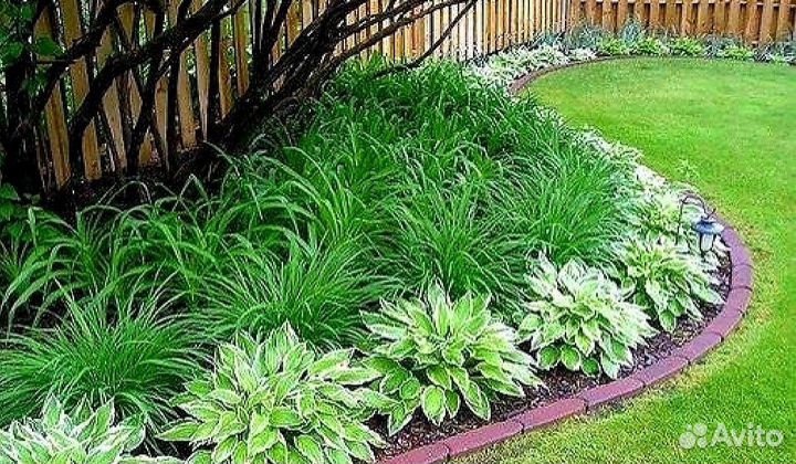 Многолетние цветы метельчатые гортензии, хосты