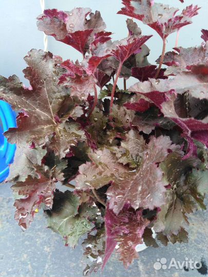 Гейхера 3х сортов