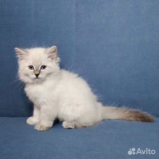 Невская маскарадная котята