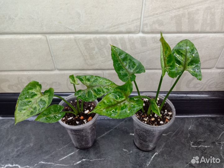 Сингониумы сортовые - 2