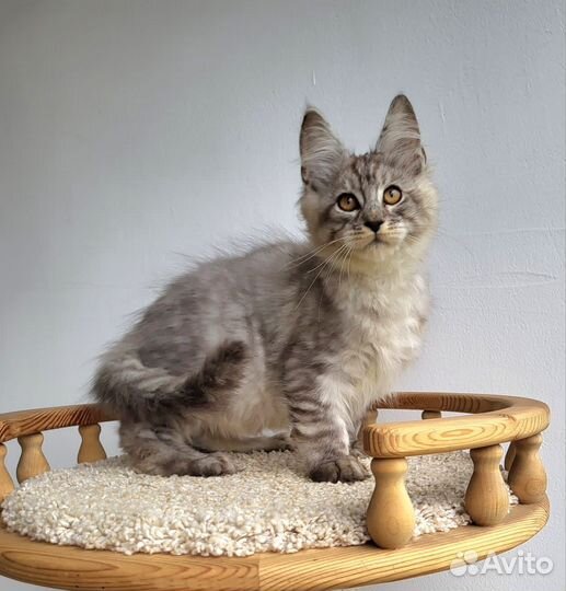 Котята мейн-кун