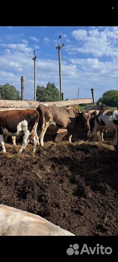 Быки тёлки оптом