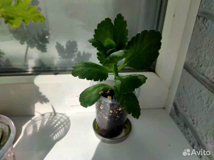 Бальзамин и каланхоэ