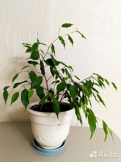 Фикус Бенджамина 3шт
