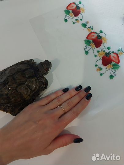 Красноухая черепаха