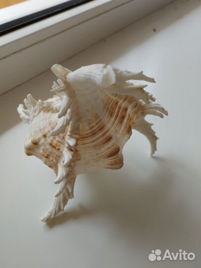 Океанская ракушка