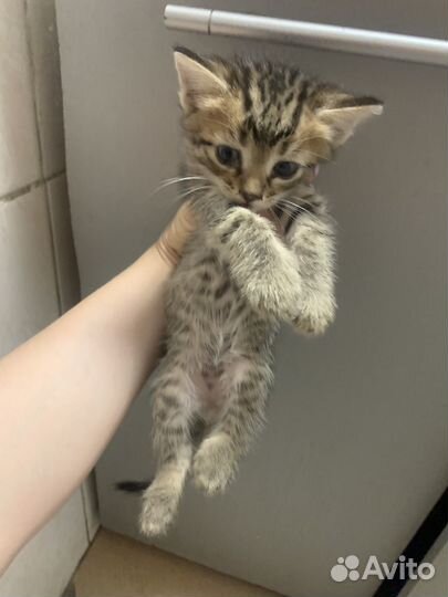 Котята продаются
