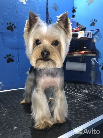 Стрижка собак и кошек/тримминг (груминг в Groomer)