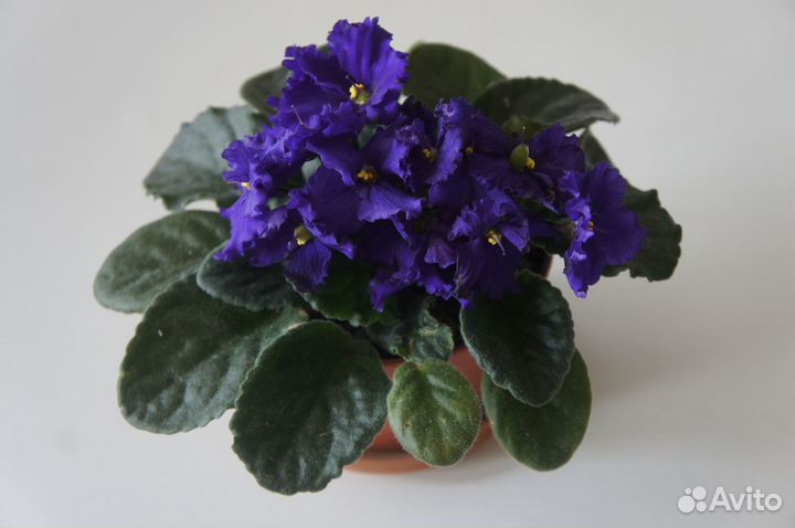 Фиалка листом