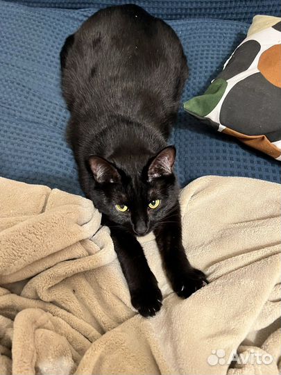 Котик в добрые руки