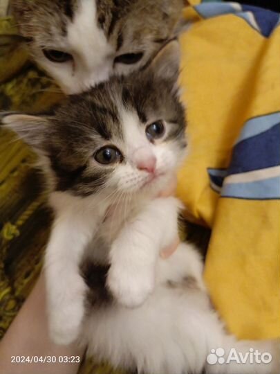 Котята в добрые руки