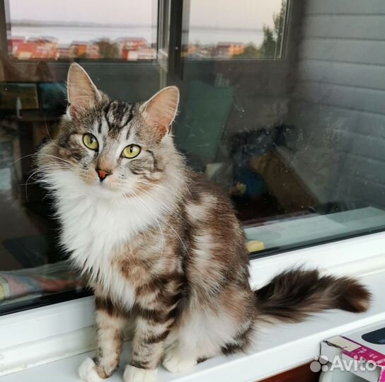 Котики ищут дом