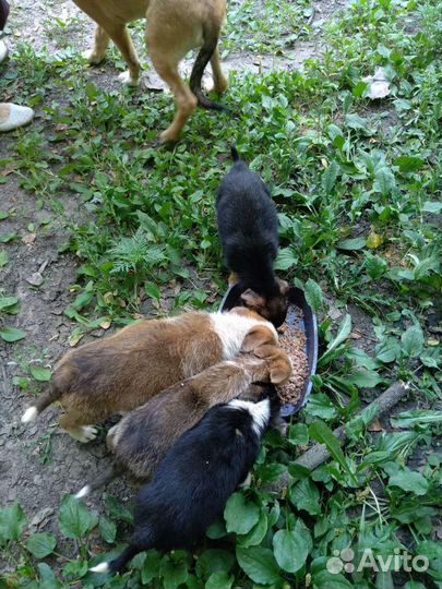 Собака с мусорки